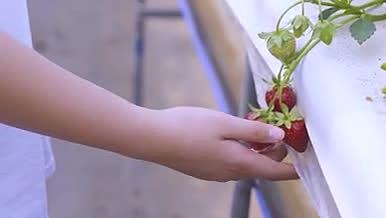 春天年轻的女孩子在草莓采摘园细节拍摄视频的预览图